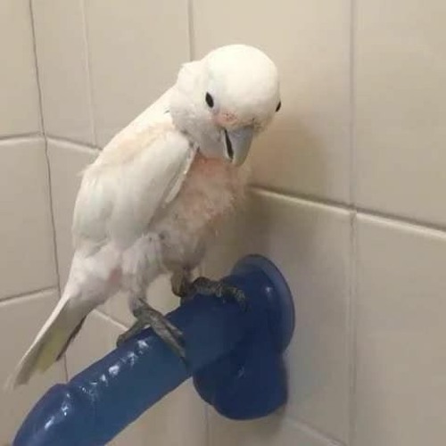 The Return Of Dildo Gaggins