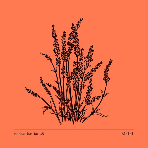 Herbarium No 15 - Alkini - Lavandula