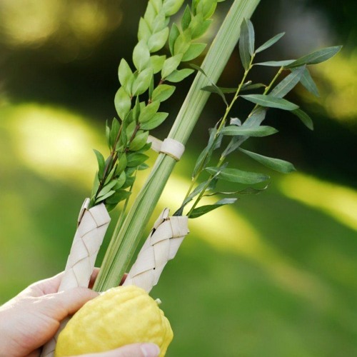 Pnnis jinsiy olatni vaginasi