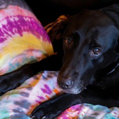 I will follow you into the dark (death cab for cutie cover)