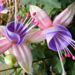 early evenin' disko dance (1.5hr live mix)