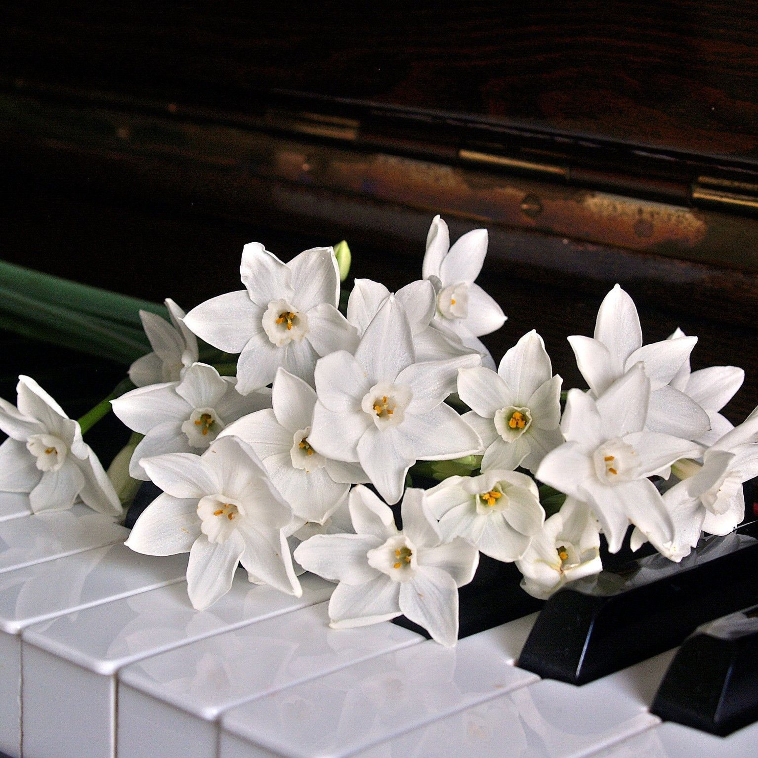 Margaret Wegener : a musical life and legacy episode artwork