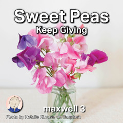 Sweet Peas Keep Giving *