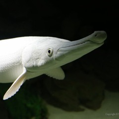 Atracnosteus