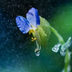 Is It Raining, Little Flower? (Hymn #729) | with Ugo