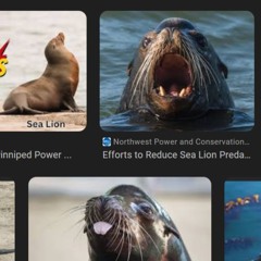 even the sealions agree