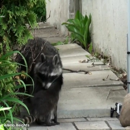 Stream episode AAAC Wildlife Removal of San Antonio - Raccoon Removal