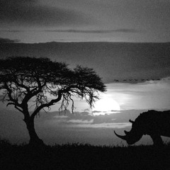 Zimbabwe dawn I