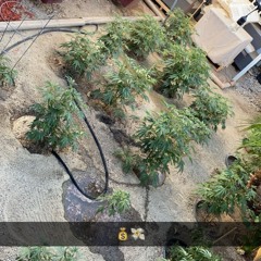 Bore Bore 🌋🌴🎯 |(prod. by purrplbeats)