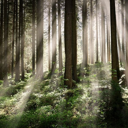 roslyn ; bon iver (with rain)