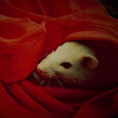 Мышь (feat. tankataka)