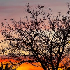 dreams fleetwood mac cover