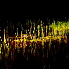 everglades