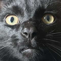 Im Gonna Kill You | Willo Mac Remix