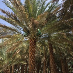 حظها الظفرة وبينونة ‏وليوا واللي حواليها| راشد الماجد