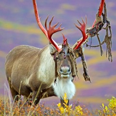 Ammo Valley Stars (Prod by BBB)