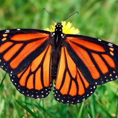 Mariposa Peach Tree Rascals Acoustic Cover