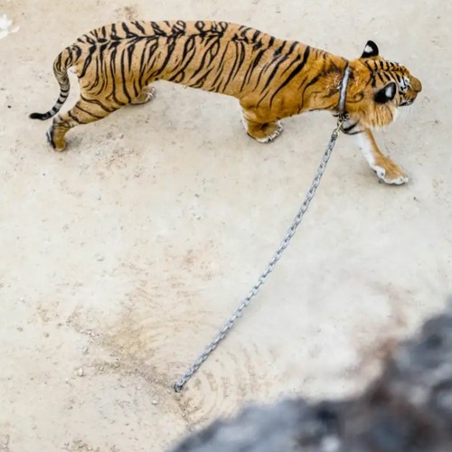 and the devil chained