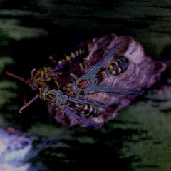 310# PREMIERE: Kosu Nes -  Xialm [Alhaja Records]