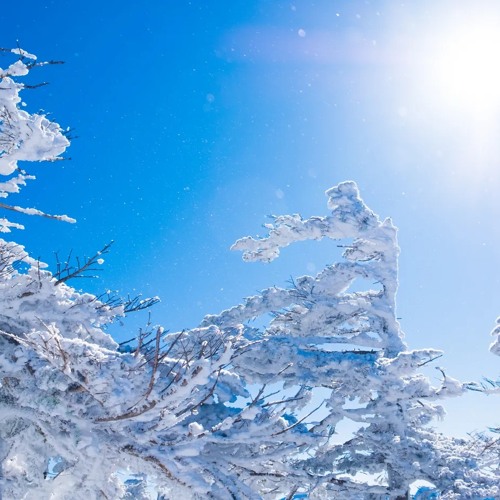 Rime On Trees