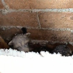 AAAC Wildlife Removal of Houston - Raccoon Removal Houston