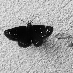 BLACK BUTTERFLY