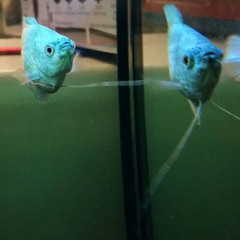 peon ft gus the grouper ##atlantis