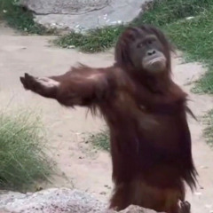 Monday Monkey