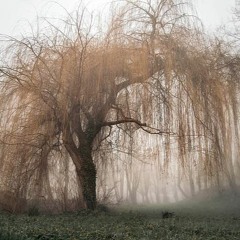 A Lone Willow Stood On The Shore Of The Pond, And A Waterman On It At Full Moon