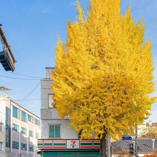 Lập Đông - Rô Ti (cover - Âm nhạc_A.I).mp3