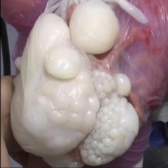 Edward Skeletrix - Sorry .. (o0o)