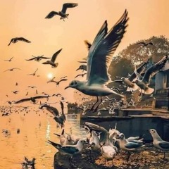 يا_حمام_بتنوح_ليه محمد منير