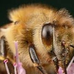 Honey Bee