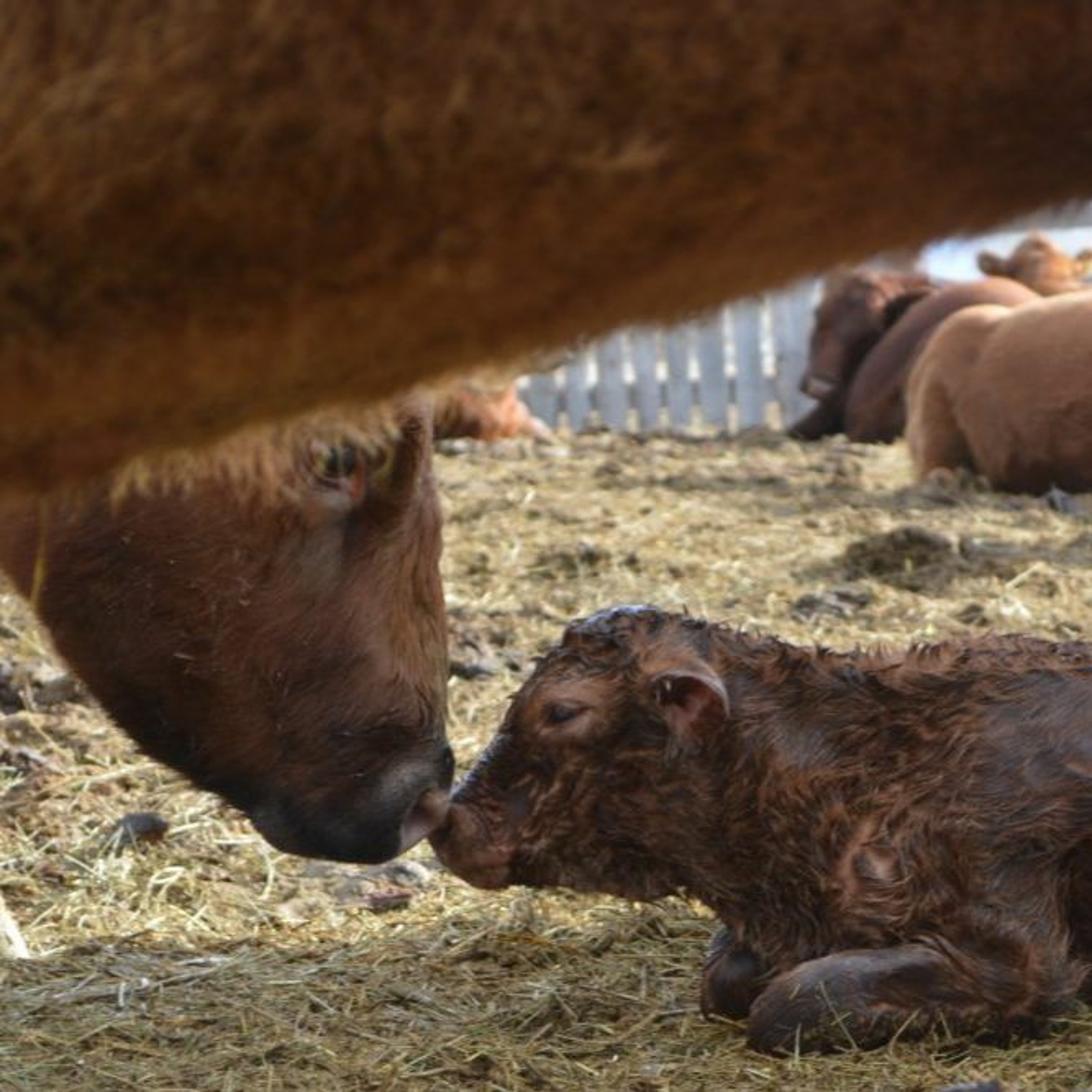 BCRC: Cow-Calf Producers Asked for Input on Research and Extension Strategies episode artwork