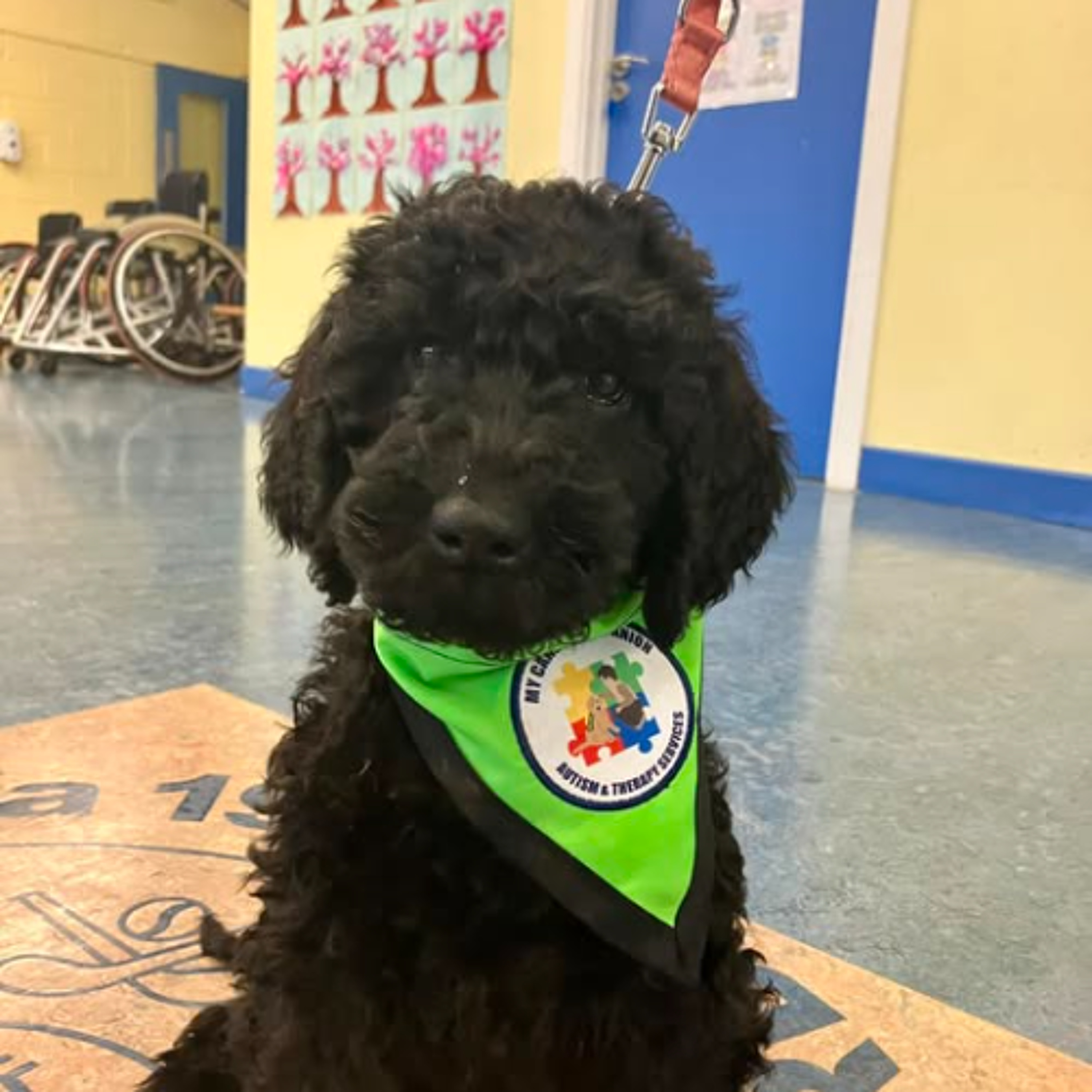 Shannon Primary School Welcomes New Therapy Dog Rosie