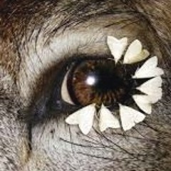 Nacht·schmet·ter·ling