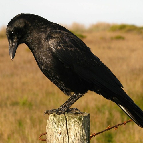 Corbeau By Taaqz