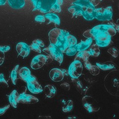 YOU WERE TELLING THE TRUTH