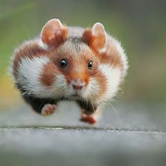 The European Hamster
