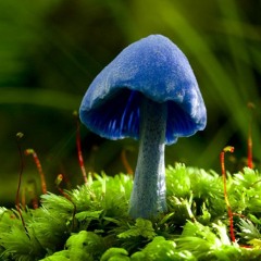 Shock The Mushroom (remix Shock the monkey, Peter Gabriel)