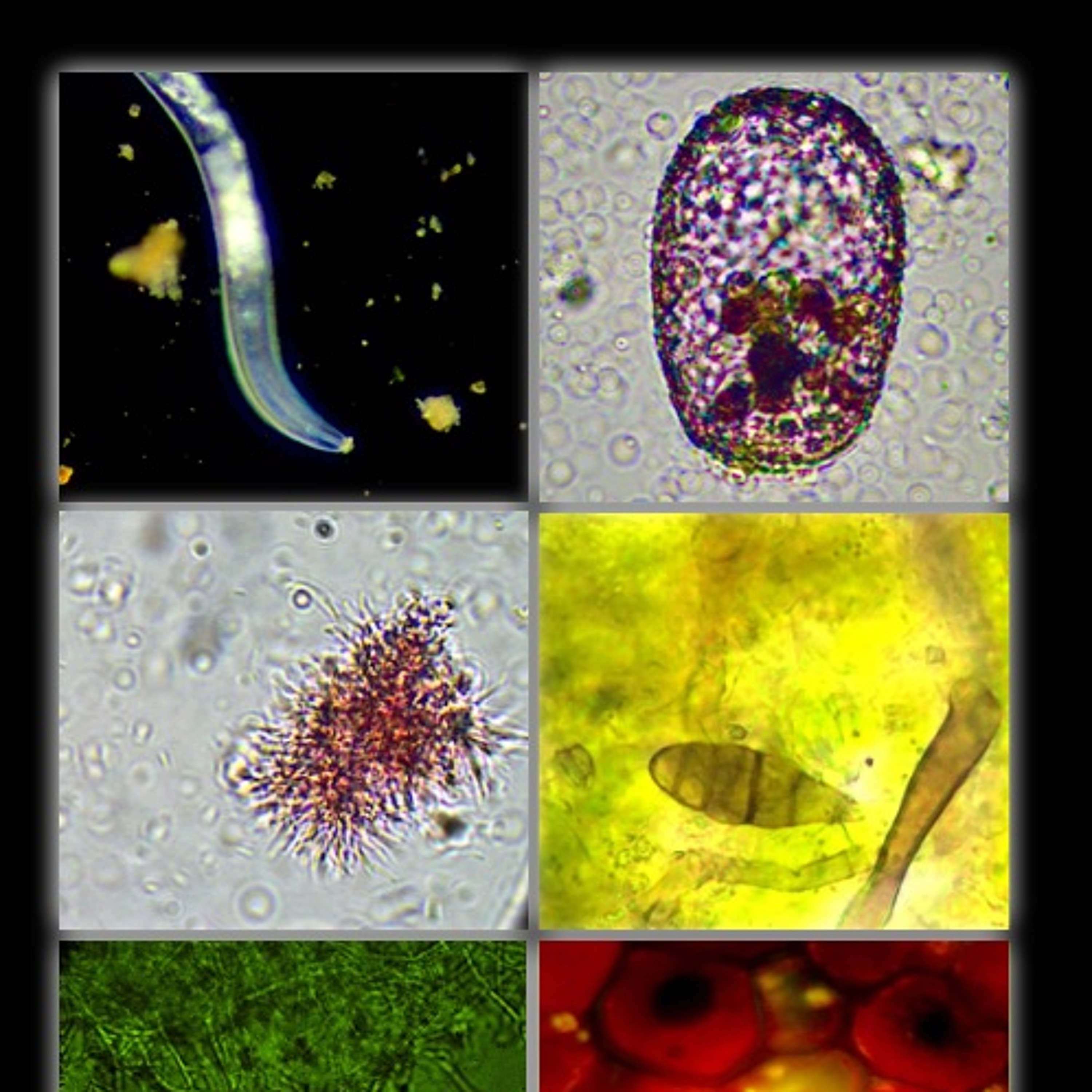 Ep. 175 | Regenerative Soil Microscopy: Careers, Breakthroughs, & the Future with Matt Powers