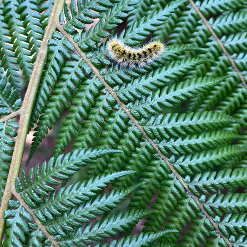 soupANDsalad's "Ecstatic Dance Mix" for the Frequency Horizon radio show (June 2024)