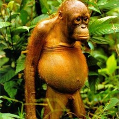 🍌 monkeymind ☔