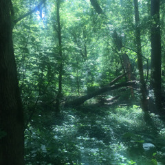 FALL (prod. quintuple)