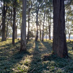 Forest @ Musk (Golden Whistler & Kookaburra)
