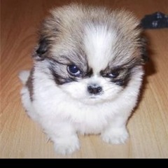 Montelycrew222-1.m4a