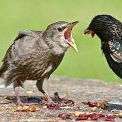 STBB#909 European Starling/909's Hosted by  JoaGymshoe/ IKACO win