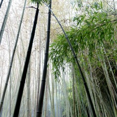 7038634357 @ Lost Music Festival 2025