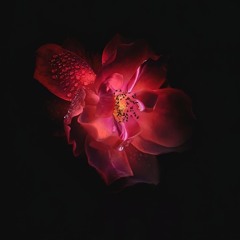 Morphy - твои тупые плюсы