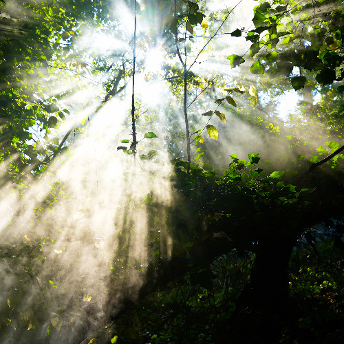 Mossy Tree @ Dance Portal 15.12.24